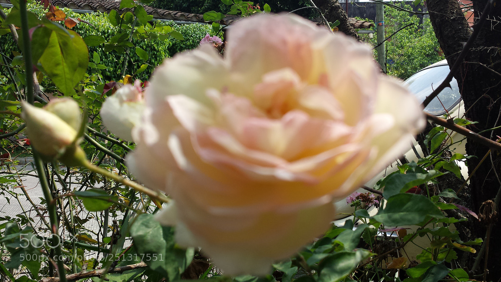 Samsung Galaxy S4 sample photo. Untitled photography