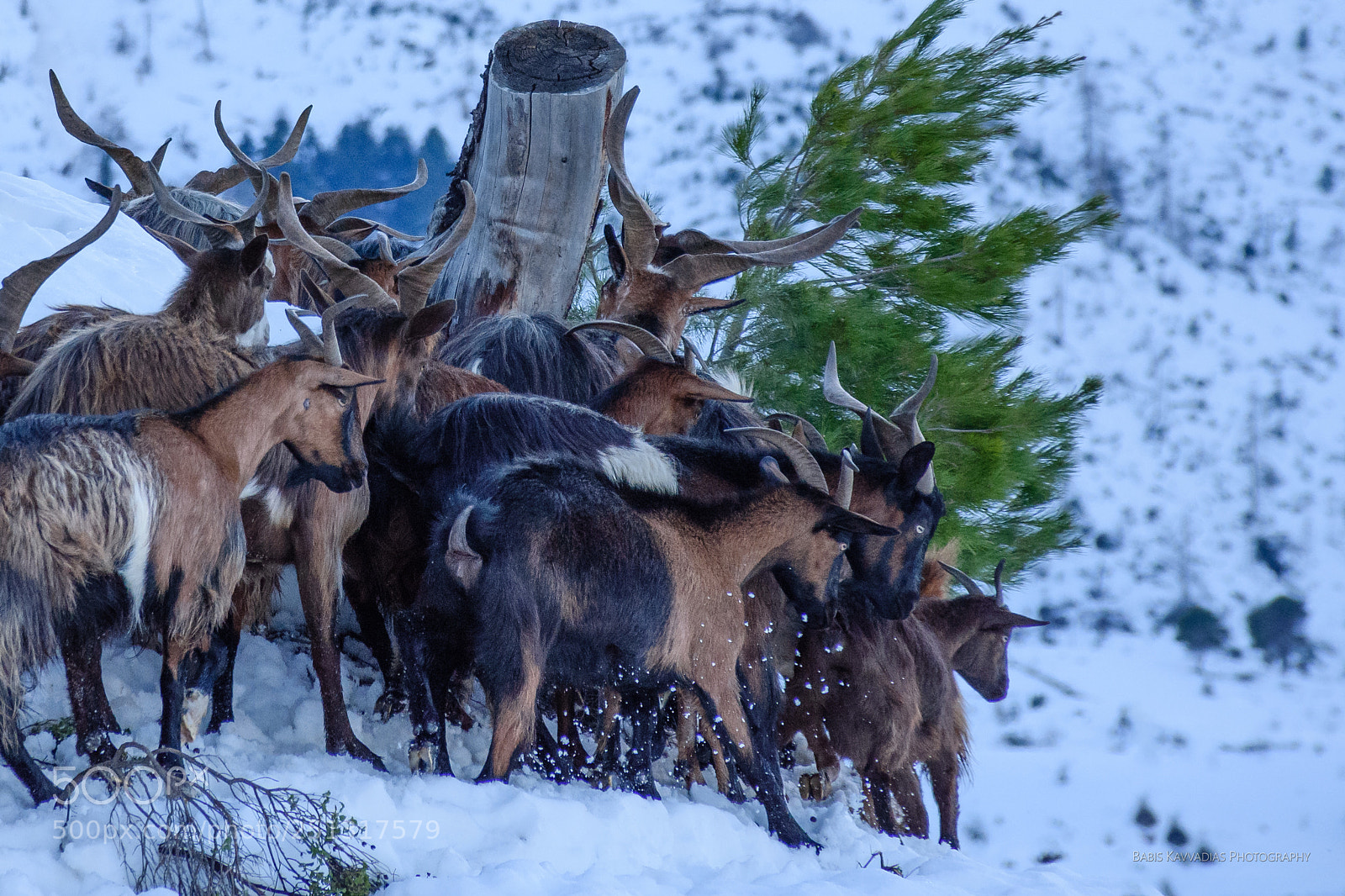 Nikon D7200 sample photo. Goats photography