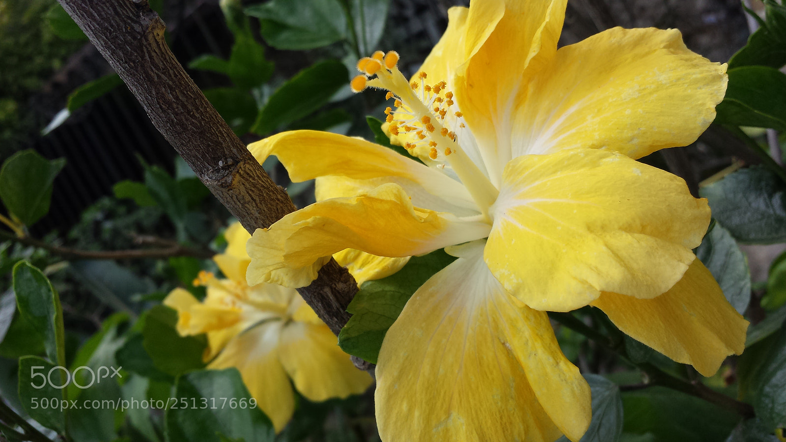 Samsung Galaxy S4 sample photo. Untitled photography