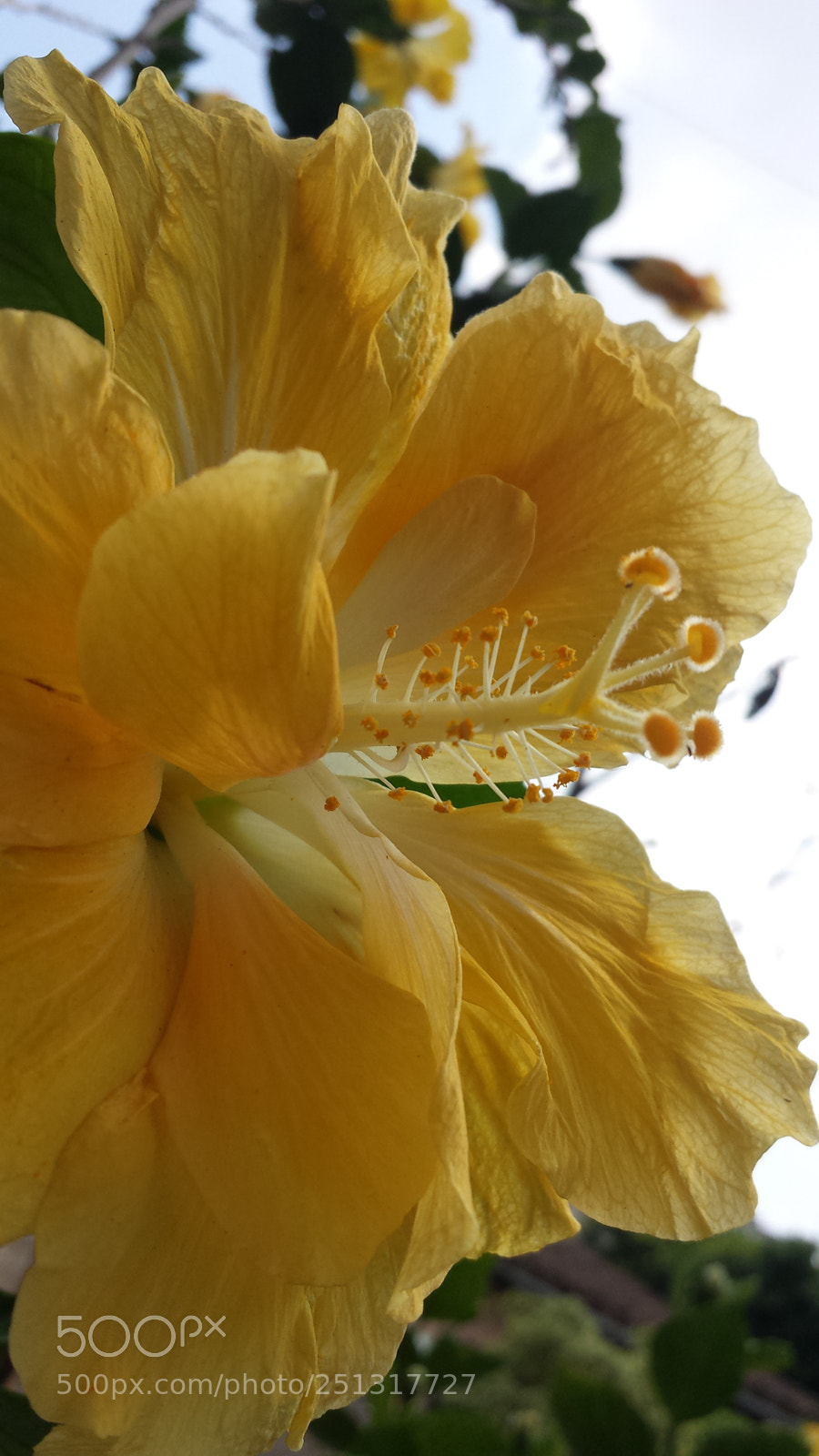 Samsung Galaxy S4 sample photo. Untitled photography