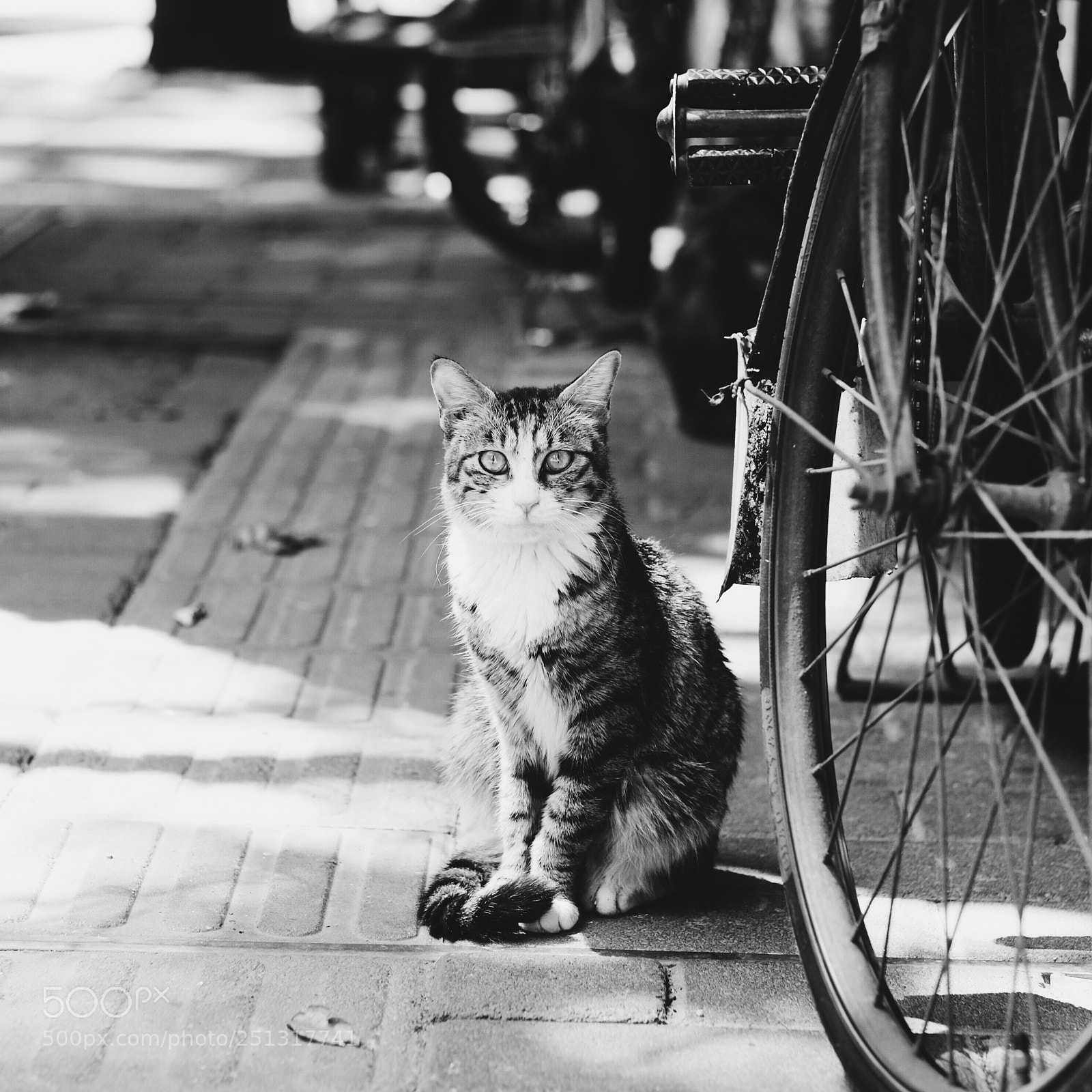 Fujifilm X-Pro1 sample photo. Untitled photography