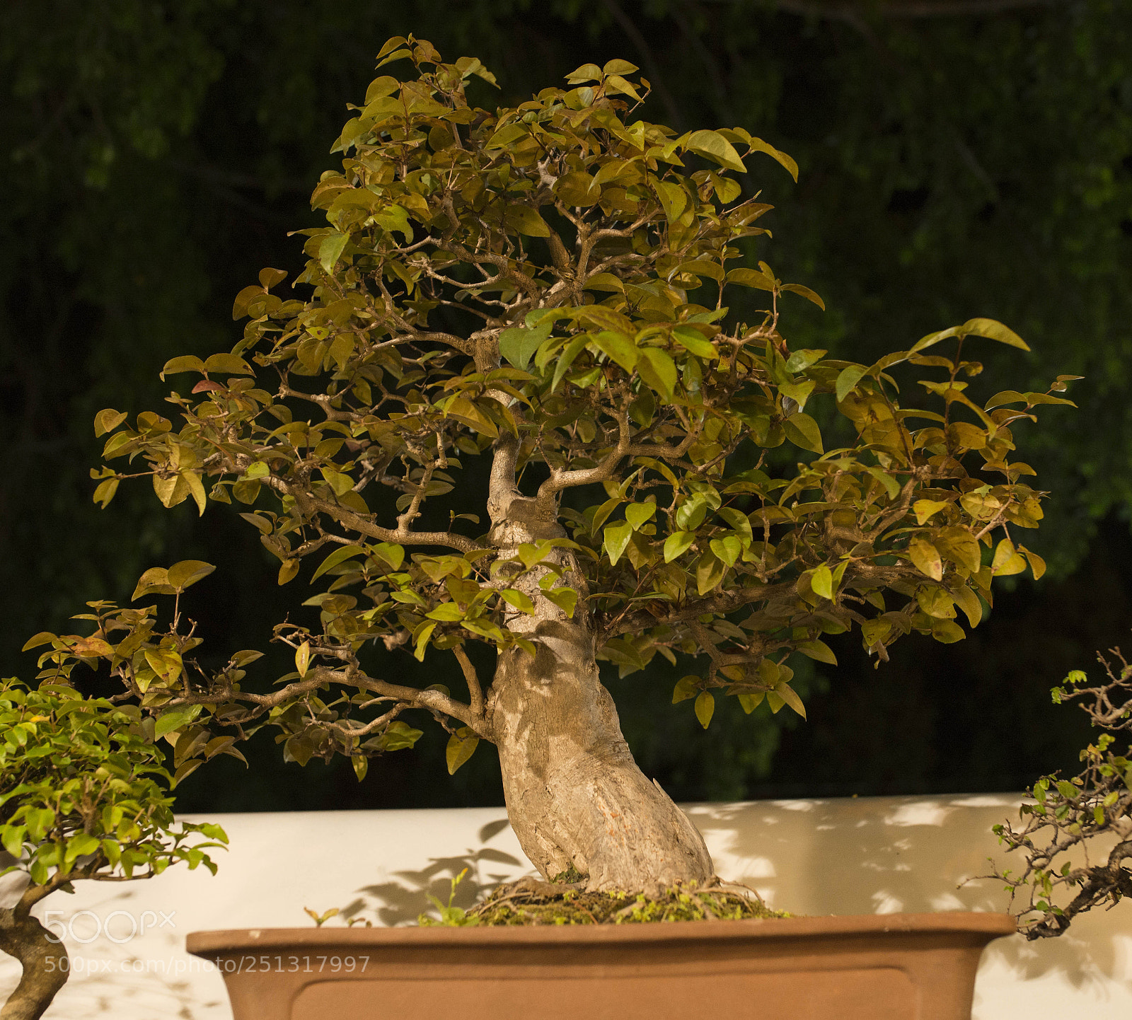 Nikon D610 sample photo. Bonsai  ^ ^ photography