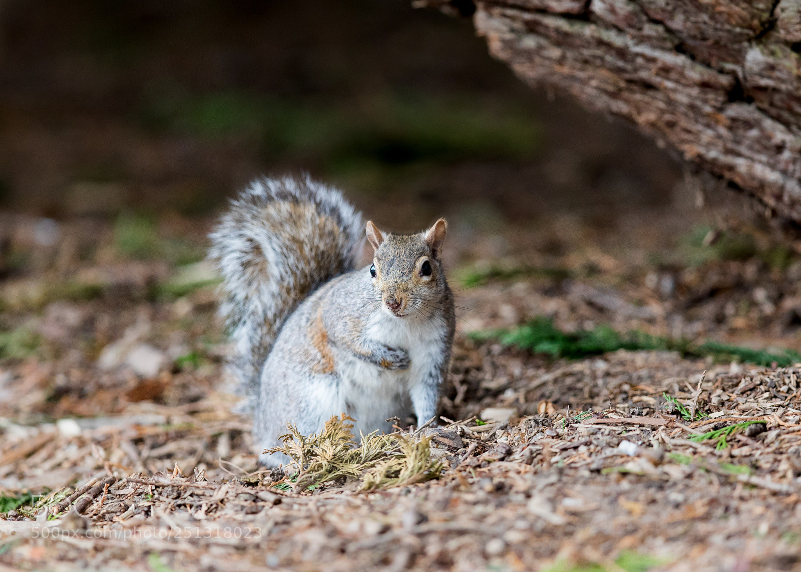 Canon EOS 5D Mark IV sample photo. Beautiful squirrel photography