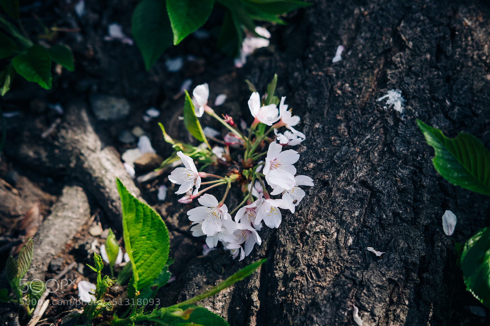 Fujifilm X-Pro2 sample photo. Untitled photography