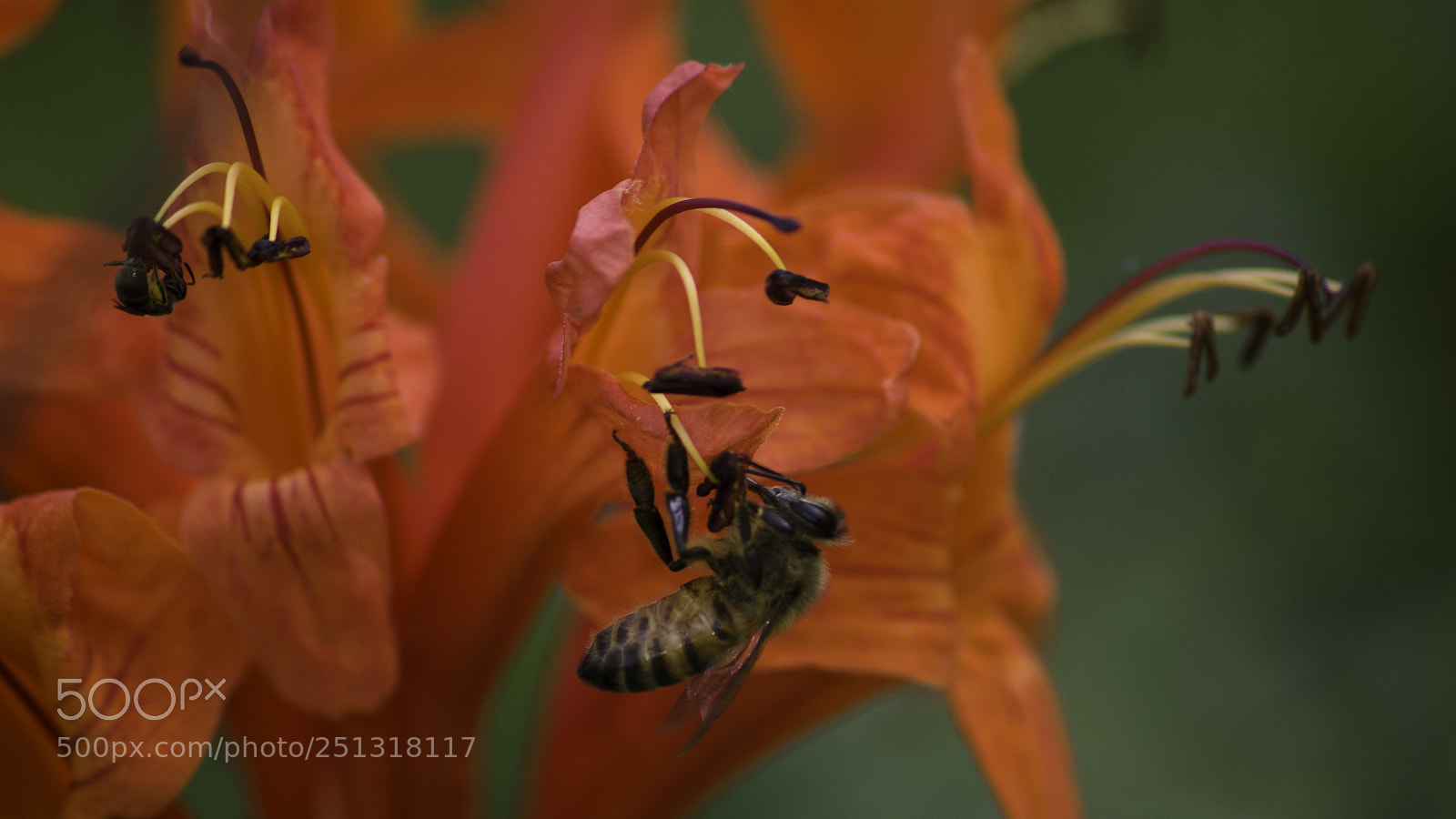 Nikon D5100 sample photo. Flor roja y la photography