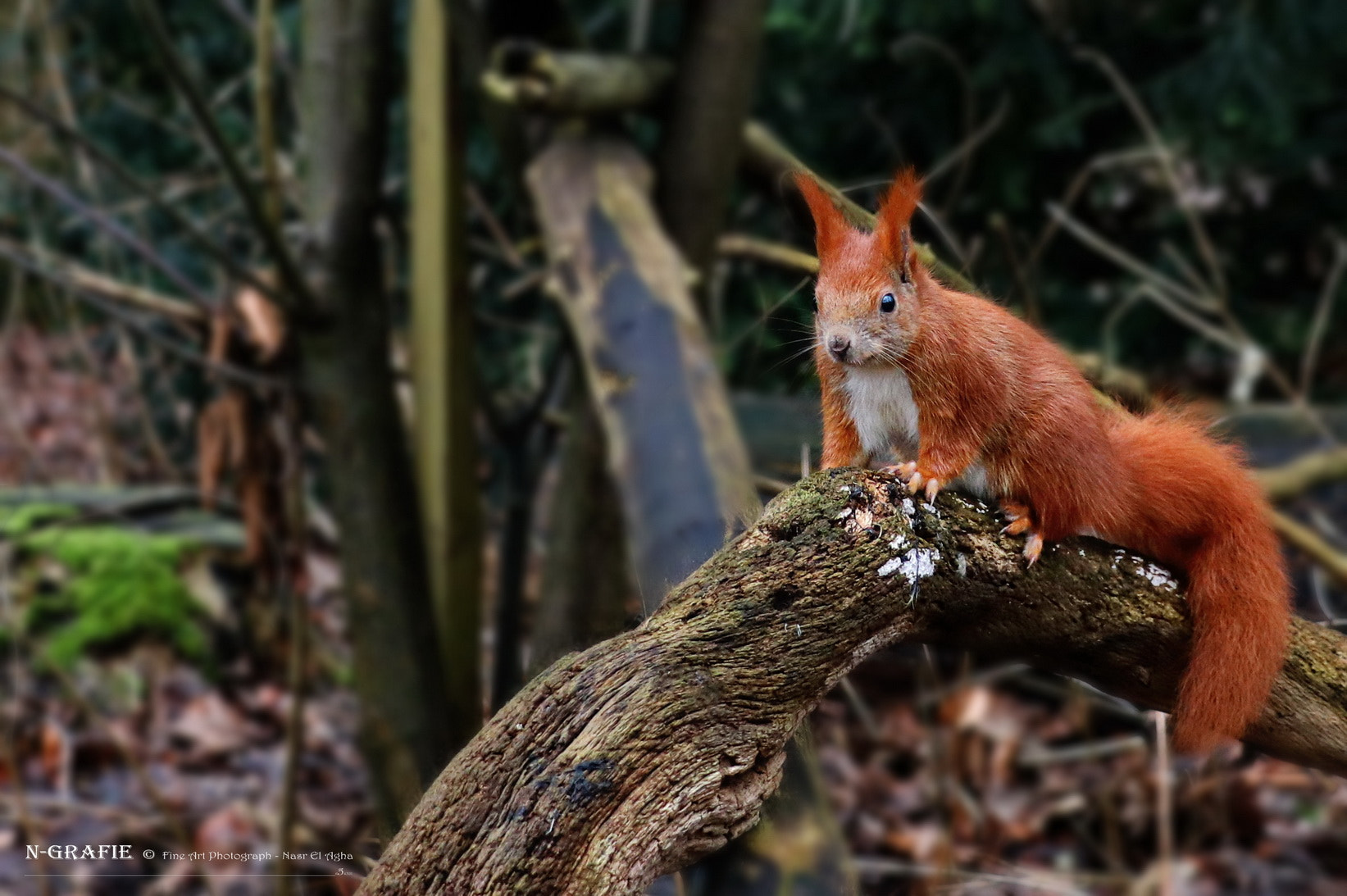 Canon EOS 80D sample photo. Squirrel photography
