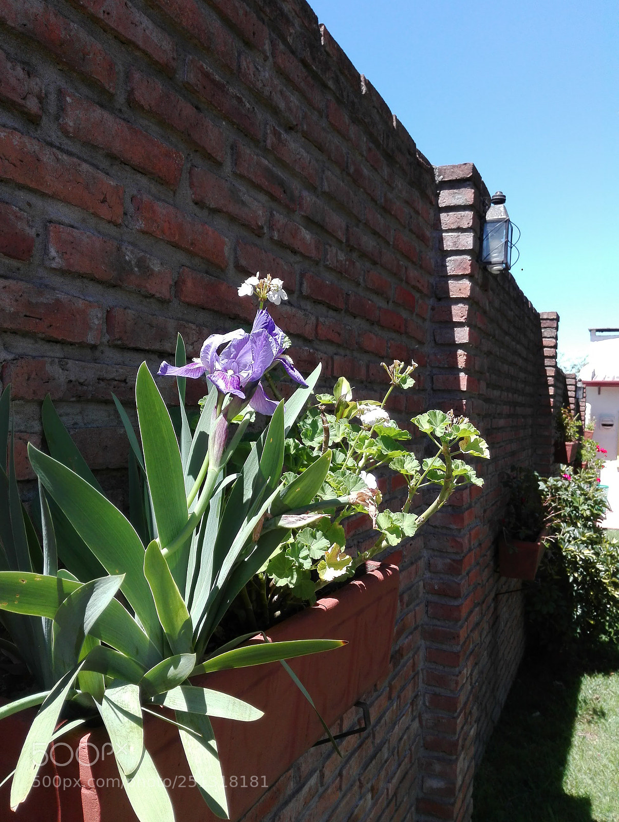 HUAWEI P8 Lite sample photo. Flower photography