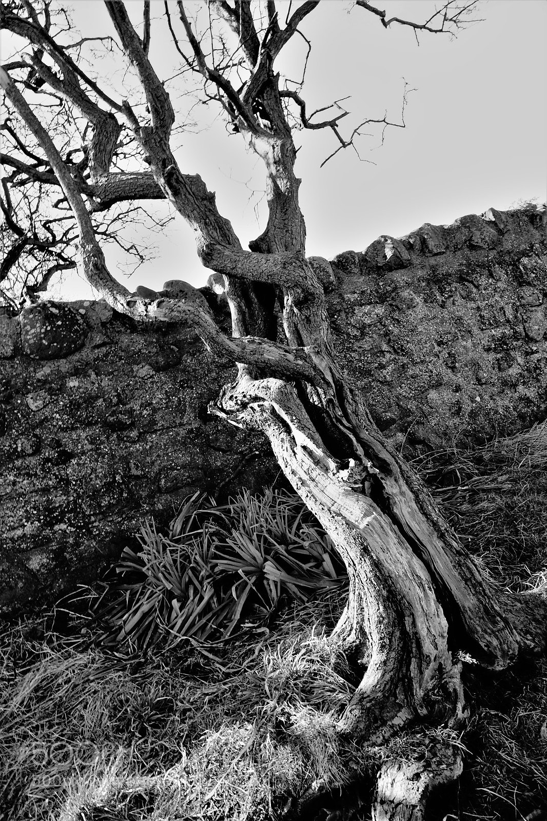 Sony Cyber-shot DSC-RX10 sample photo. Tangled tree photography