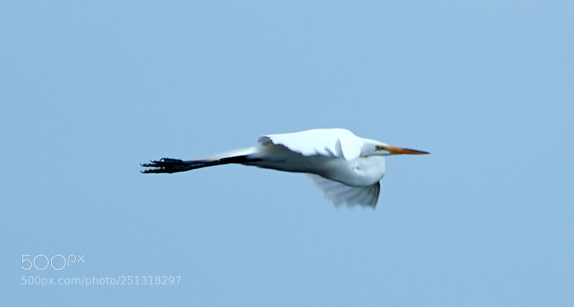 Canon EOS-1D X Mark II sample photo. 03-29-18-0009906.jpg photography