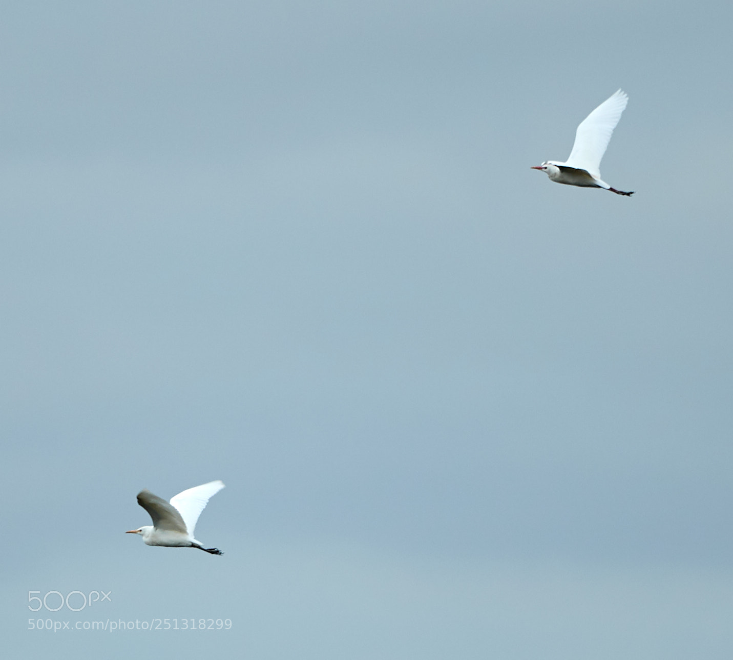 Canon EOS-1D X Mark II sample photo. 03-29-18-0009904.jpg photography