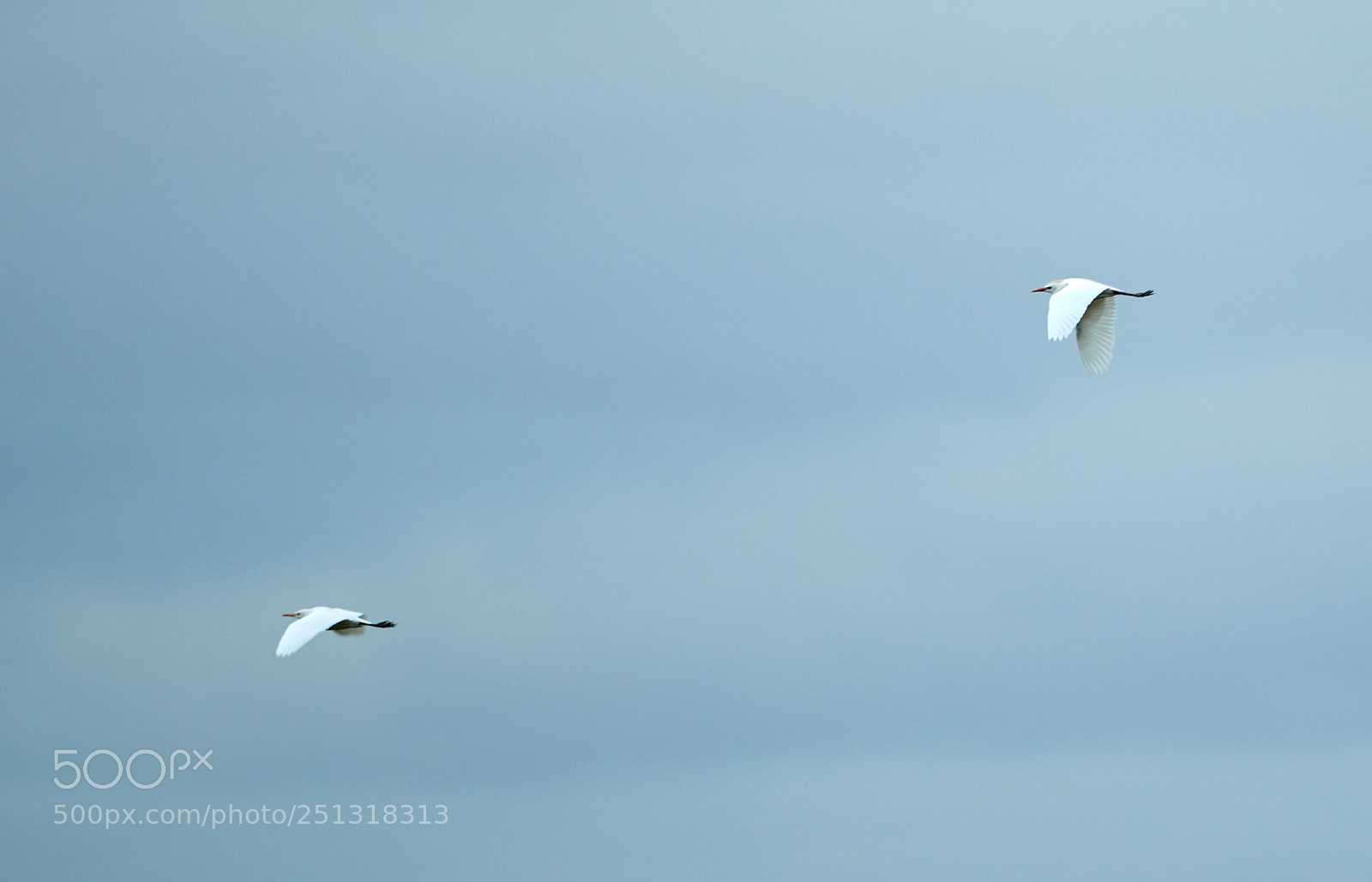 Canon EOS-1D X Mark II sample photo. 03-29-18-0009903.jpg photography