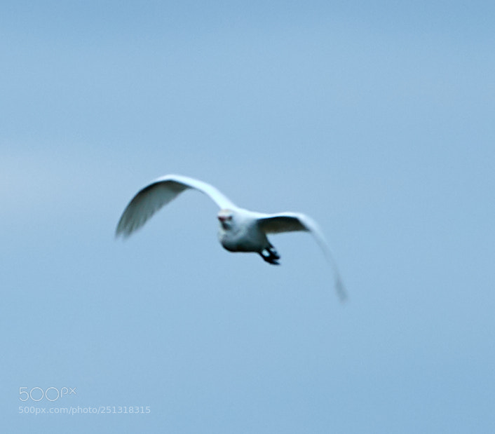 Canon EOS-1D X Mark II sample photo. 03-29-18-0009902.jpg photography