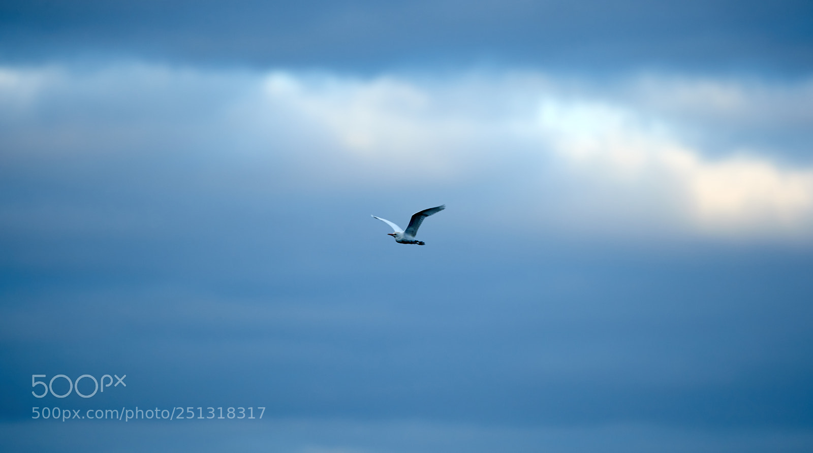 Canon EOS-1D X Mark II sample photo. 03-29-18-0009901 1.jpg photography