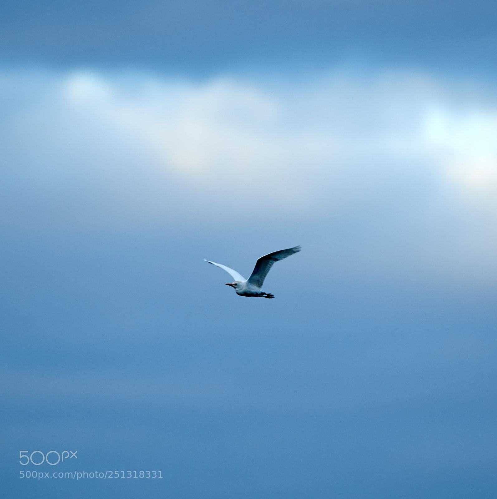 Canon EOS-1D X Mark II sample photo. 03-29-18-0009901.jpg photography