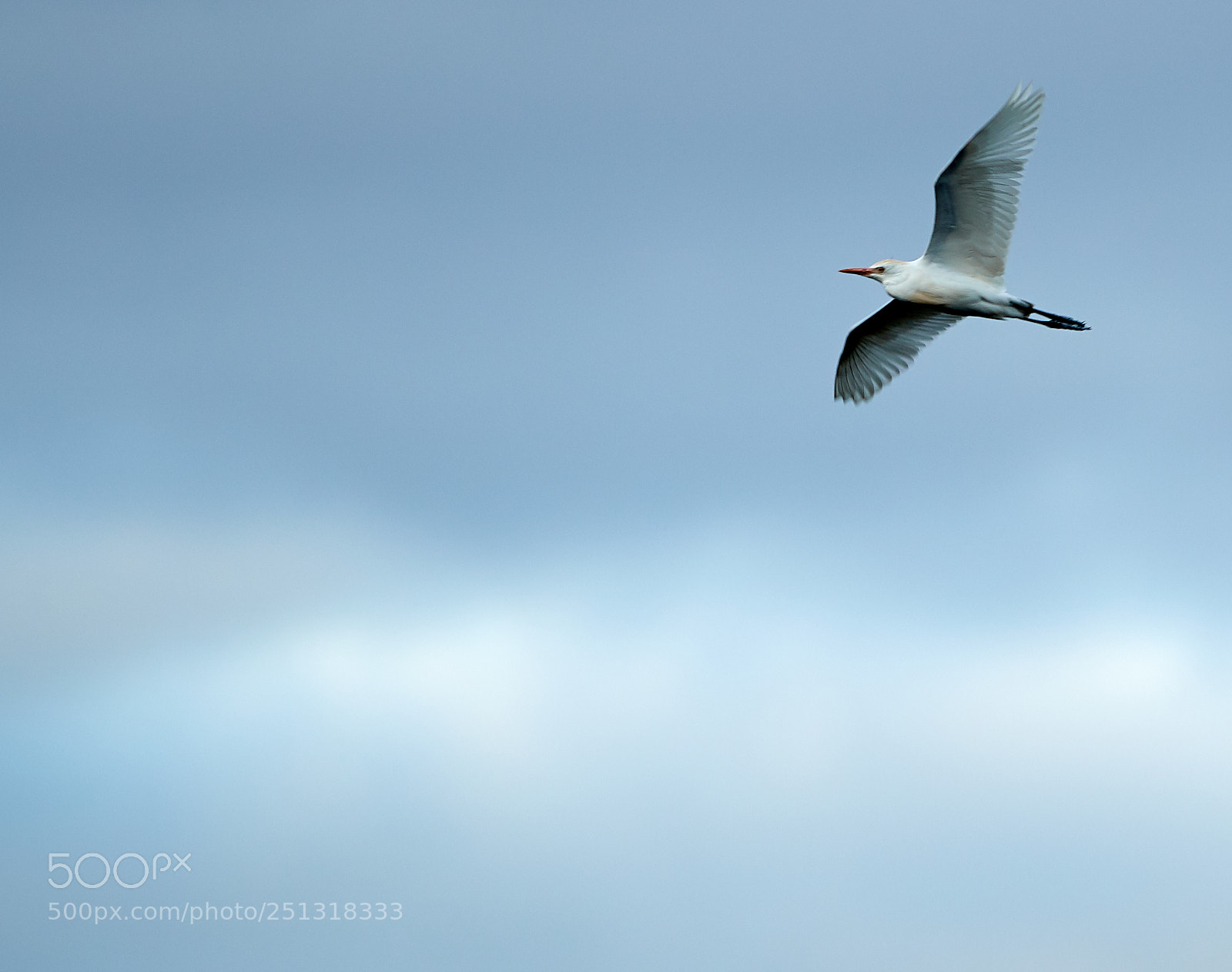 Canon EOS-1D X Mark II sample photo. 03-29-18-0009900.jpg photography