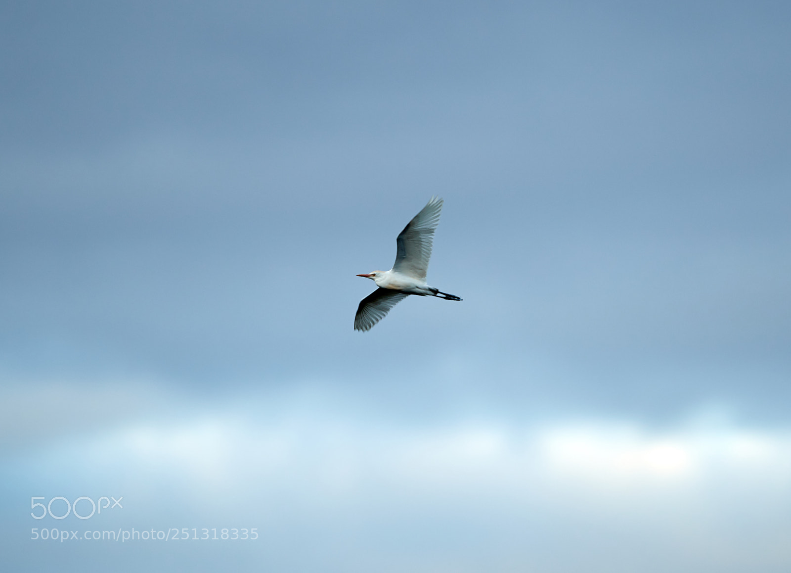 Canon EOS-1D X Mark II sample photo. 03-29-18-0009900 1.jpg photography