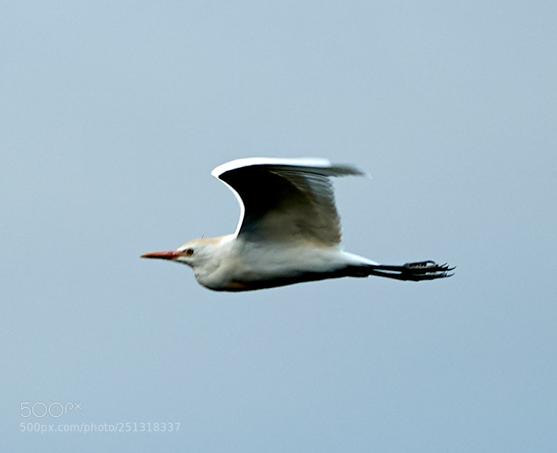 Canon EOS-1D X Mark II sample photo. 03-29-18-0009899.jpg photography