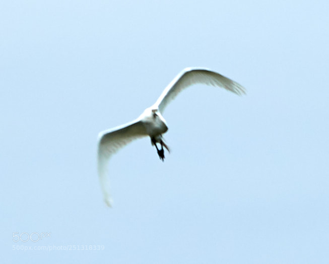 Canon EOS-1D X Mark II sample photo. 03-29-18-0009887.jpg photography