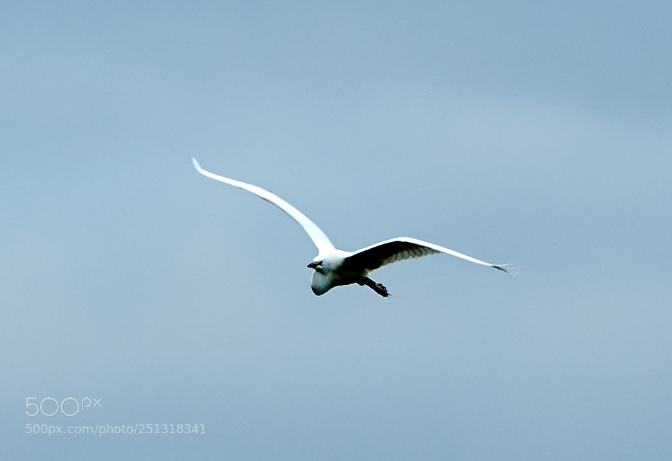 Canon EOS-1D X Mark II sample photo. 03-29-18-0009886.jpg photography