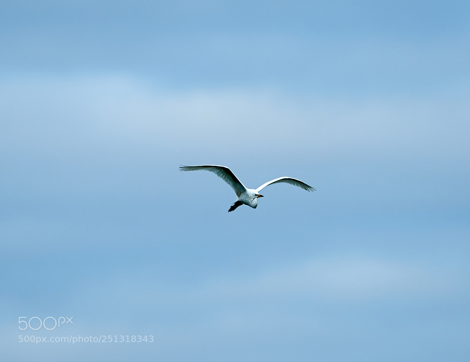 Canon EOS-1D X Mark II sample photo. 03-29-18-0009884 1.jpg photography