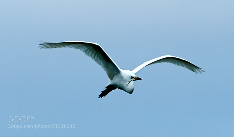 Canon EOS-1D X Mark II sample photo. 03-29-18-0009884.jpg photography