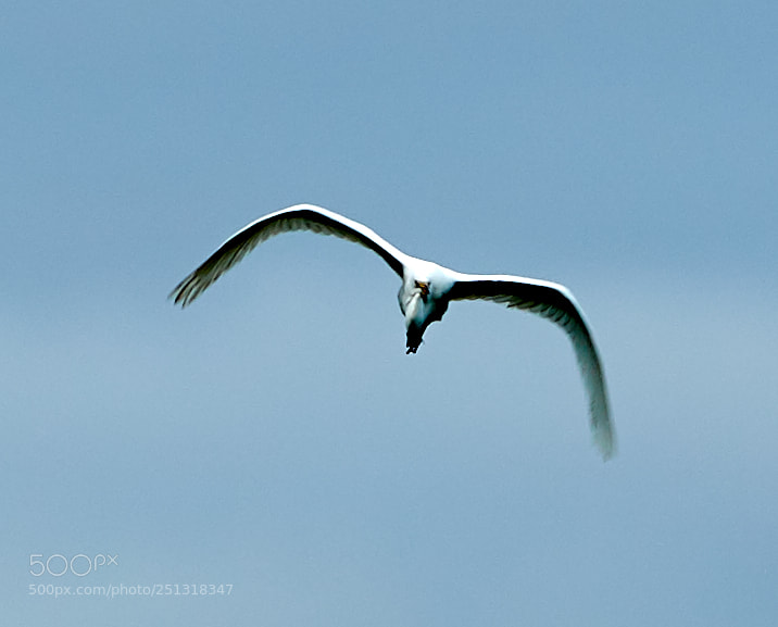 Canon EOS-1D X Mark II sample photo. 03-29-18-0009885.jpg photography
