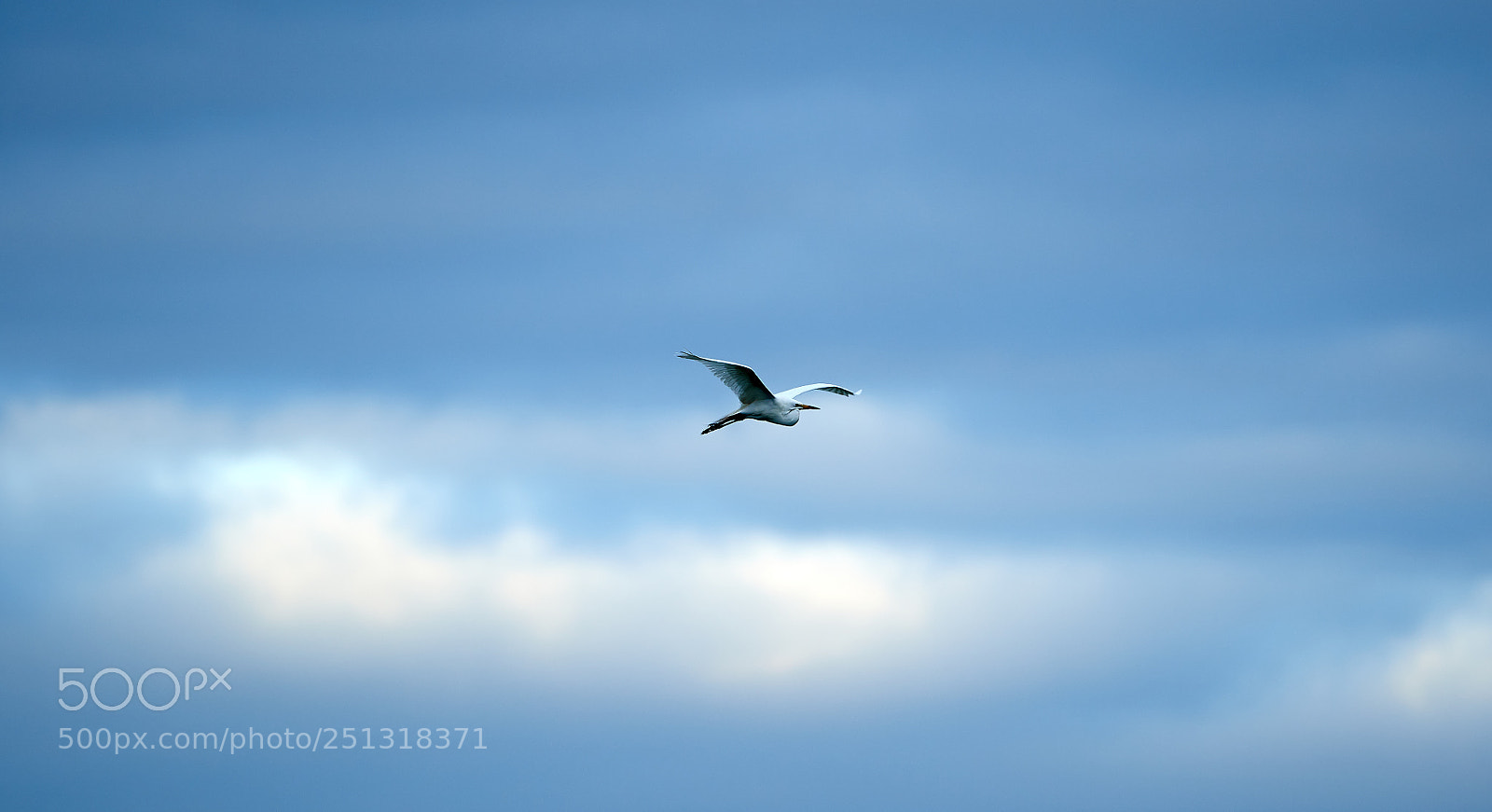Canon EOS-1D X Mark II sample photo. 03-29-18-0009882 1.jpg photography