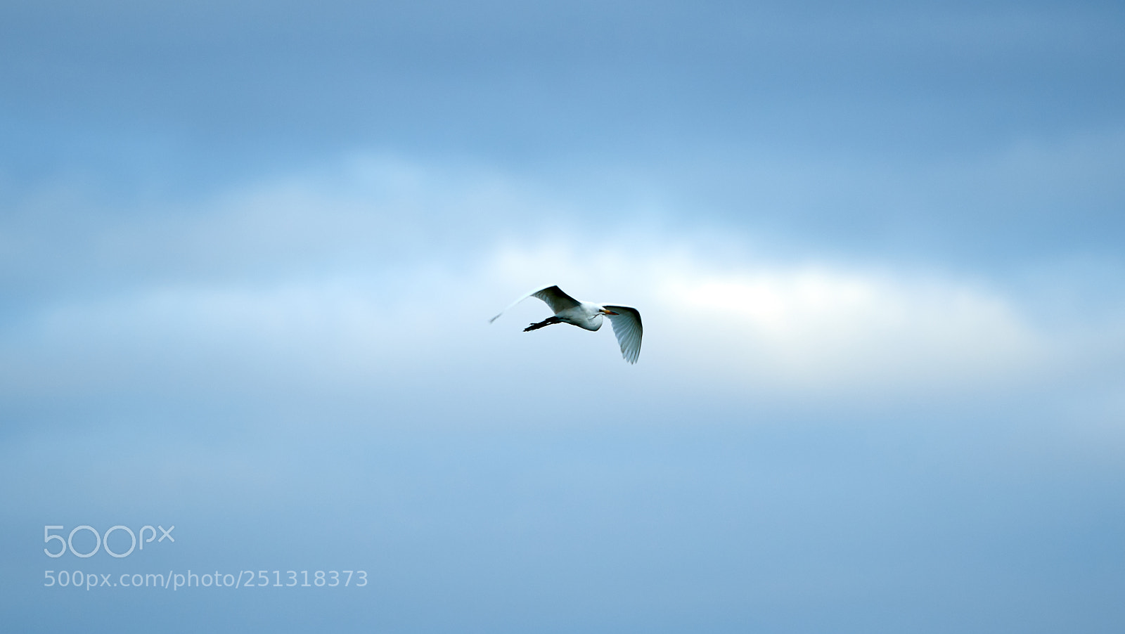 Canon EOS-1D X Mark II sample photo. 03-29-18-0009883.jpg photography
