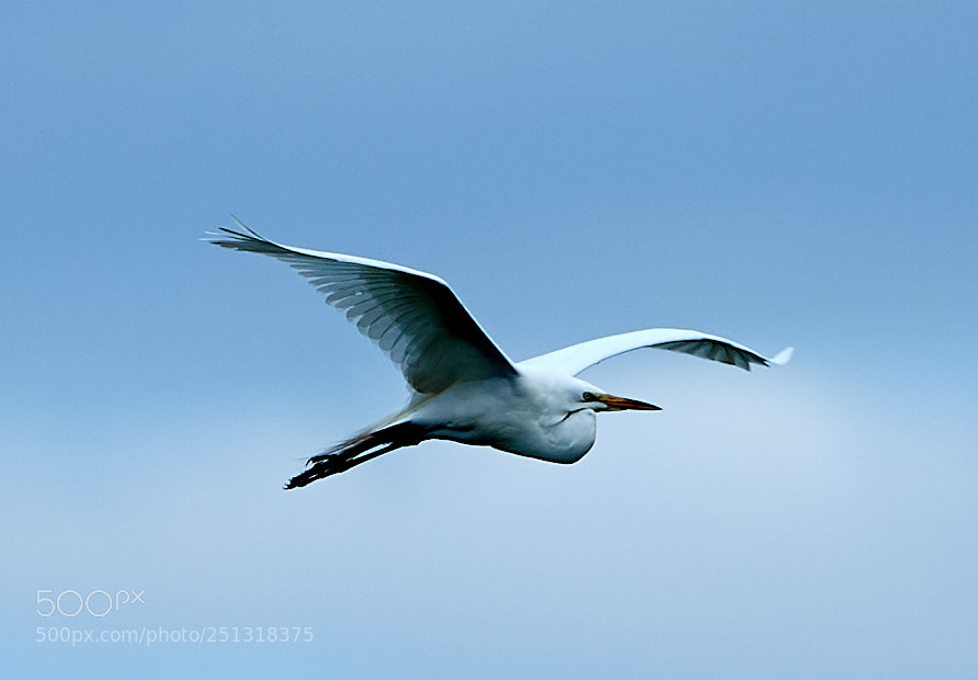 Canon EOS-1D X Mark II sample photo. 03-29-18-0009882.jpg photography