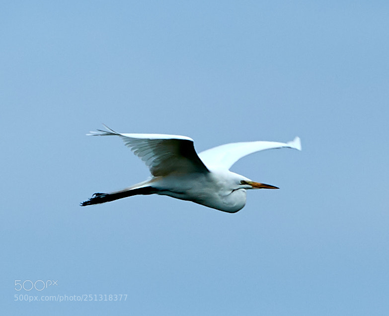 Canon EOS-1D X Mark II sample photo. 03-29-18-0009881.jpg photography