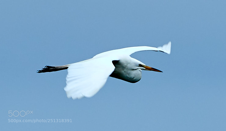 Canon EOS-1D X Mark II sample photo. 03-29-18-0009880.jpg photography