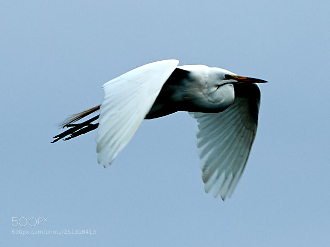 Canon EOS-1D X Mark II sample photo. 03-29-18-0009879.jpg photography
