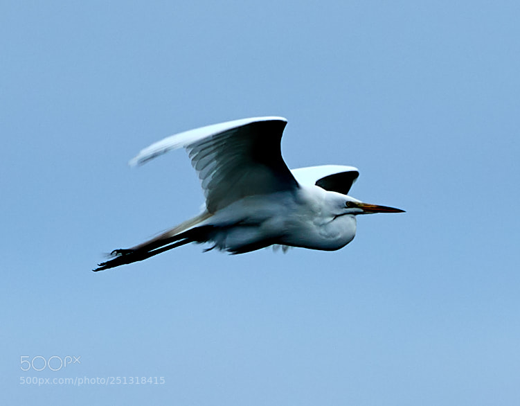 Canon EOS-1D X Mark II sample photo. 03-29-18-0009878.jpg photography