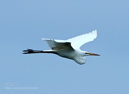 Canon EOS-1D X Mark II sample photo. 03-29-18-0009876.jpg photography
