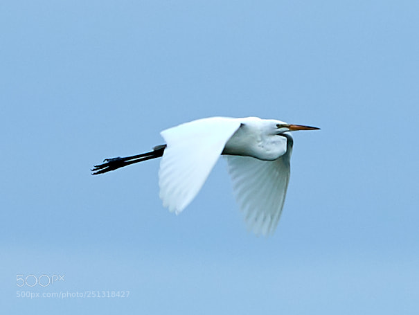 Canon EOS-1D X Mark II sample photo. 03-29-18-0009875.jpg photography