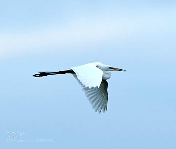 Canon EOS-1D X Mark II sample photo. 03-29-18-0009872.jpg photography