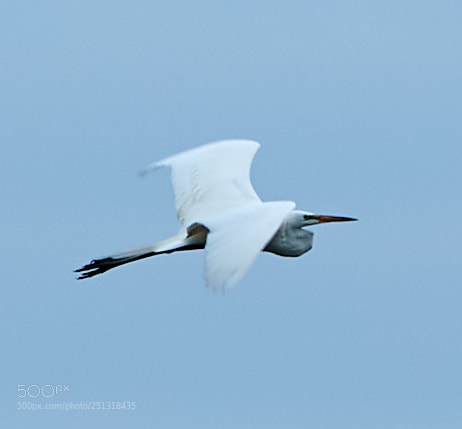 Canon EOS-1D X Mark II sample photo. 03-29-18-0009870.jpg photography