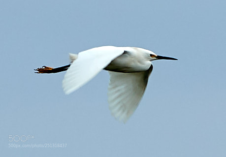 Canon EOS-1D X Mark II sample photo. 03-29-18-0009869.jpg photography