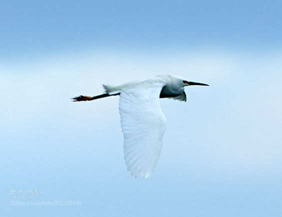Canon EOS-1D X Mark II sample photo. 03-29-18-0009868.jpg photography