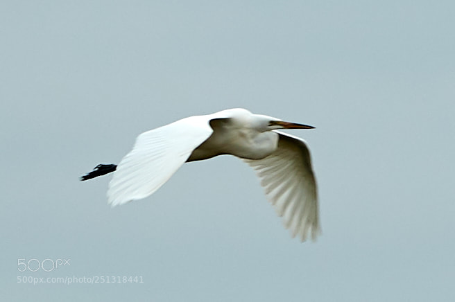 Canon EOS-1D X Mark II sample photo. 03-29-18-0009867.jpg photography