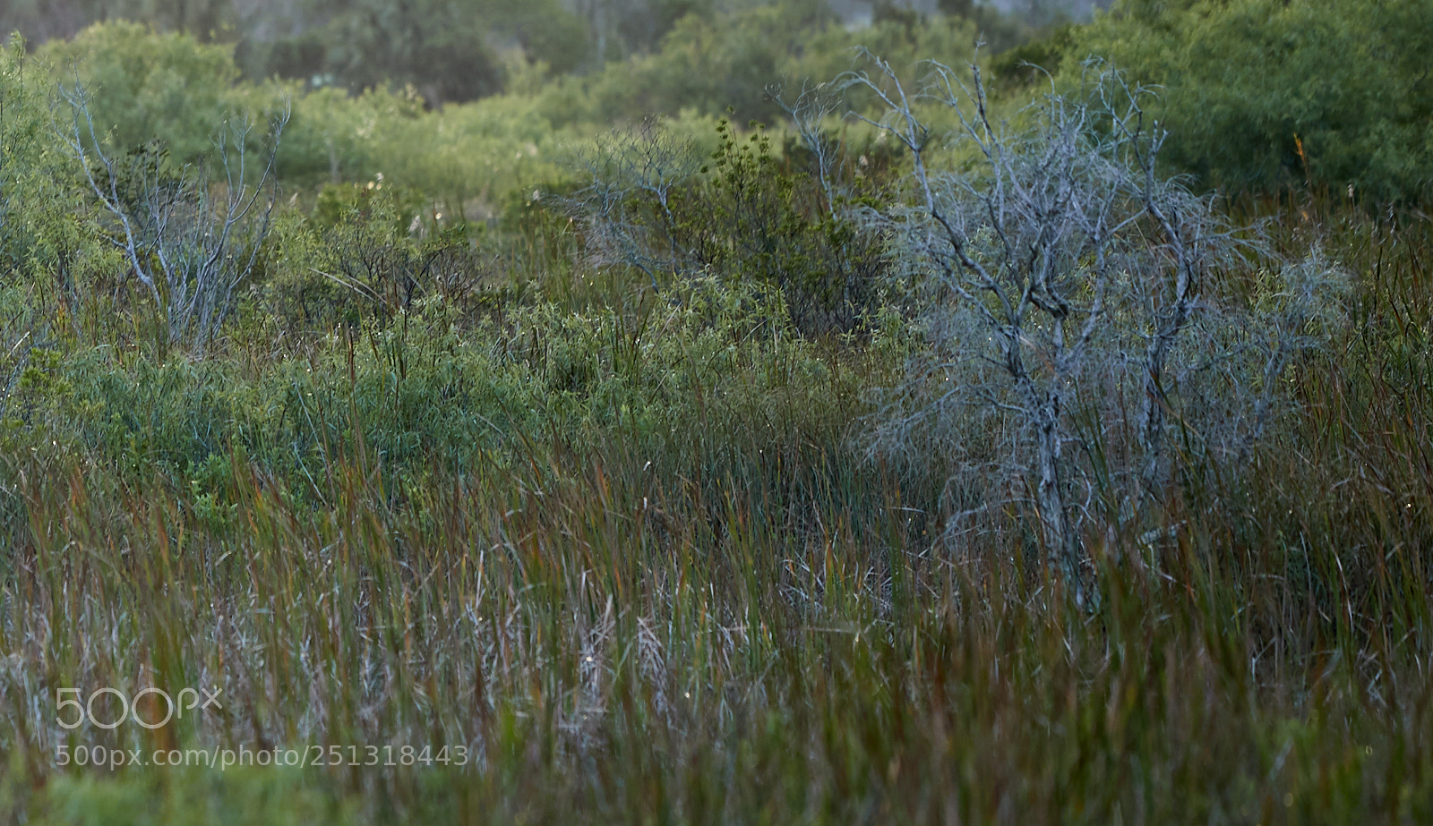Canon EOS-1D X Mark II sample photo. 03-29-18-0009863.jpg photography