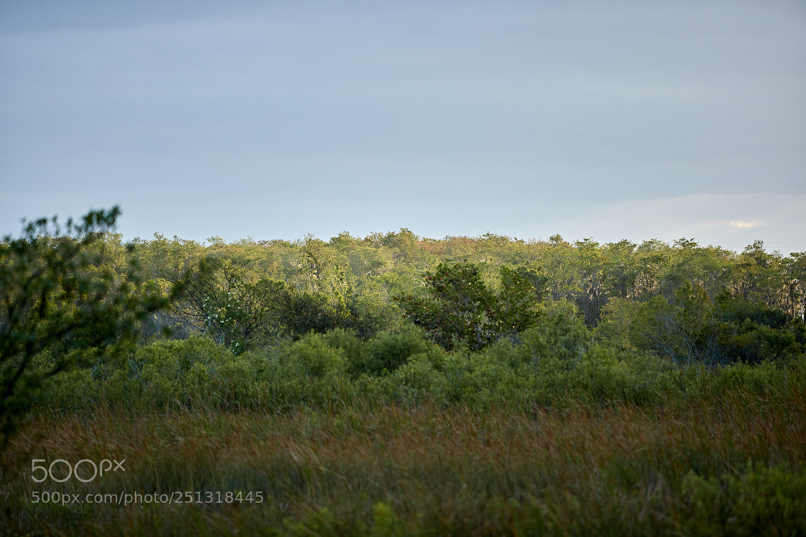 Canon EOS-1D X Mark II sample photo. 03-29-18-0009861.jpg photography