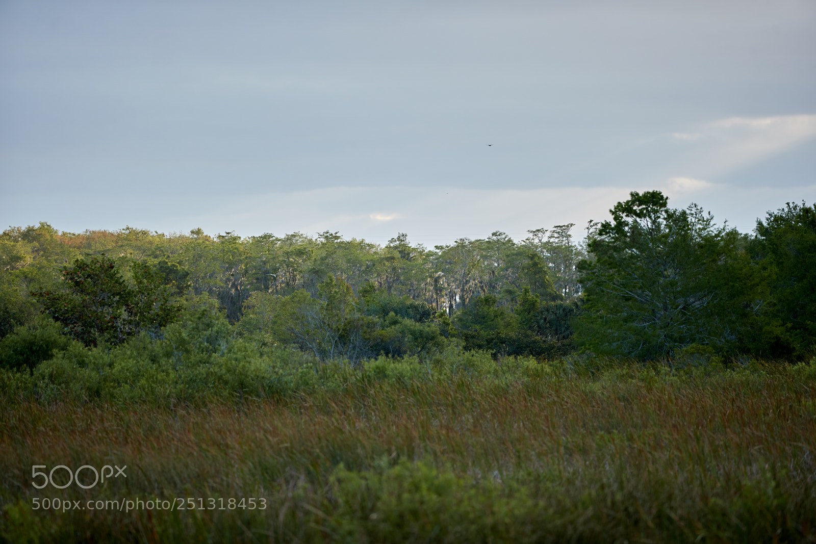 Canon EOS-1D X Mark II sample photo. 03-29-18-0009860.jpg photography