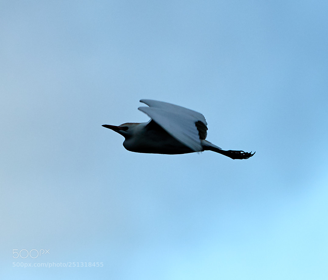 Canon EOS-1D X Mark II sample photo. 03-29-18-0009829.jpg photography