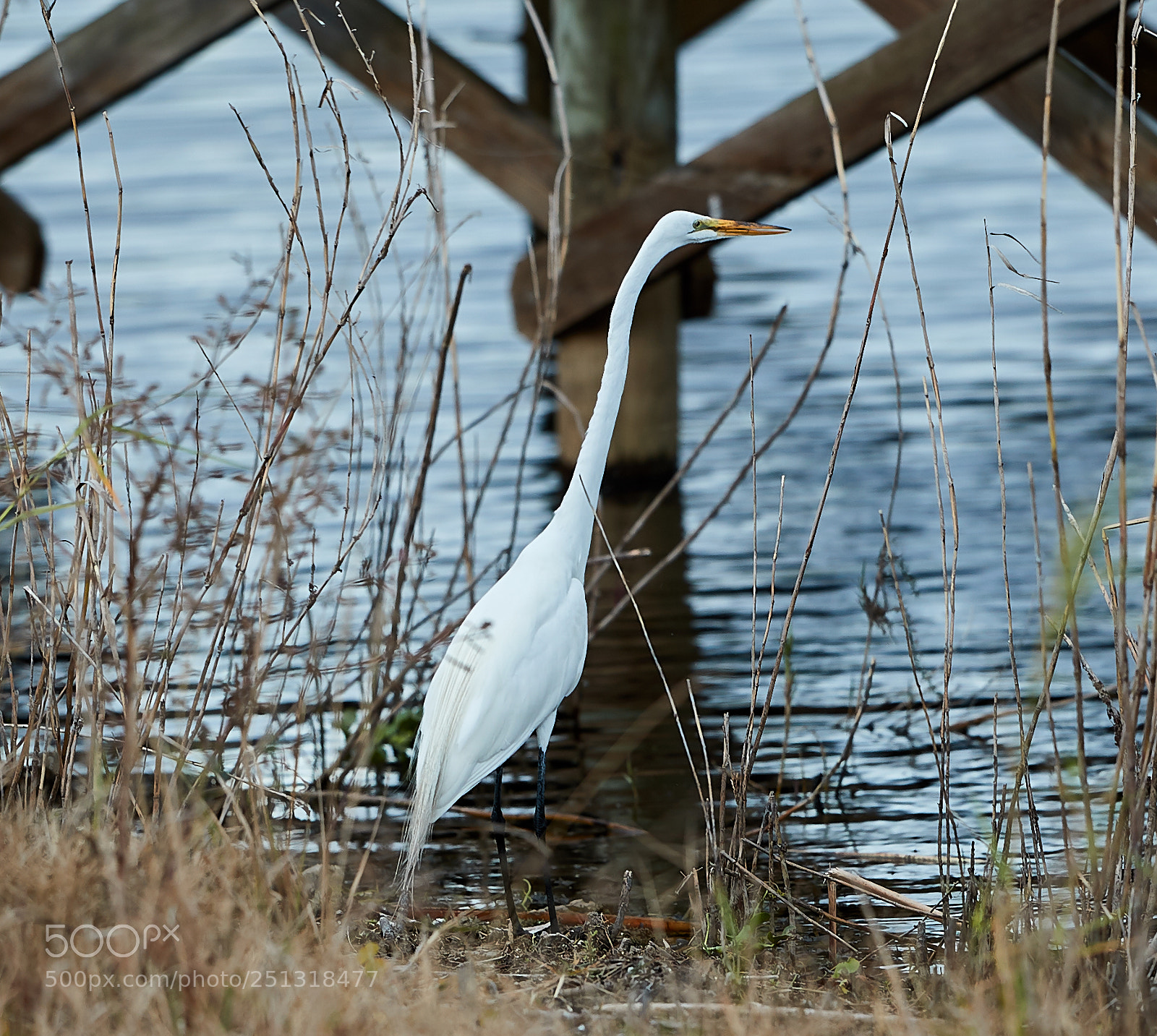 Canon EOS-1D X Mark II sample photo. 03-29-18-0010000.jpg photography