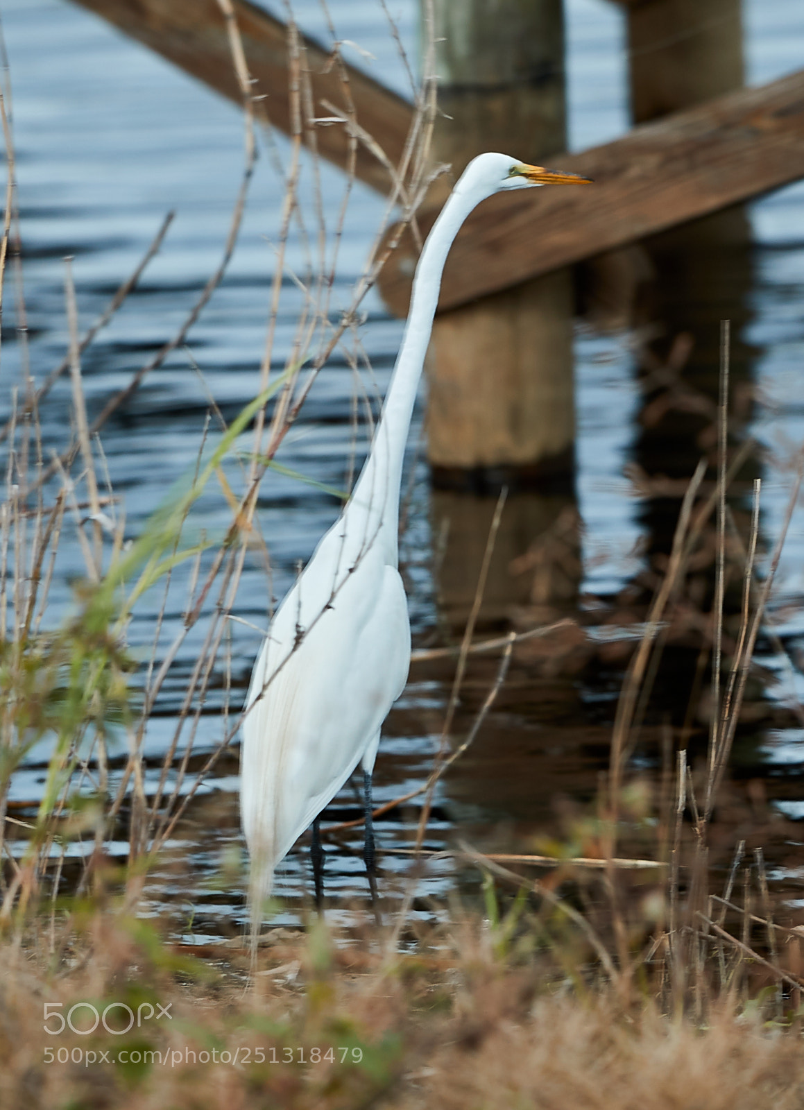 Canon EOS-1D X Mark II sample photo. 03-29-18-0009998.jpg photography