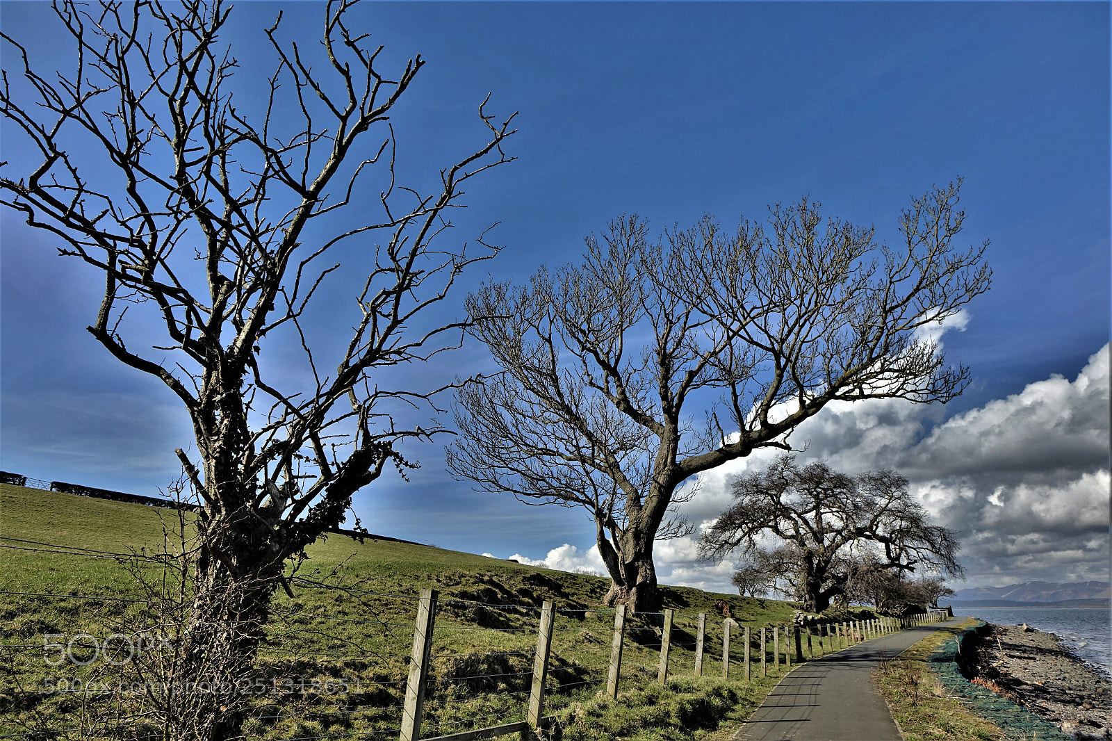Sony Cyber-shot DSC-RX10 sample photo. Treelined pathway photography