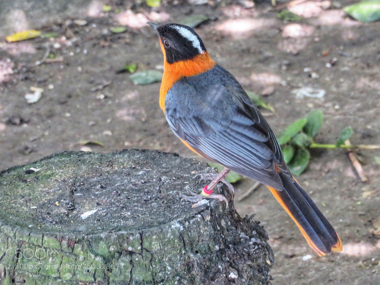 Canon PowerShot SX720 HS sample photo. Snowy-headed robin chat photography