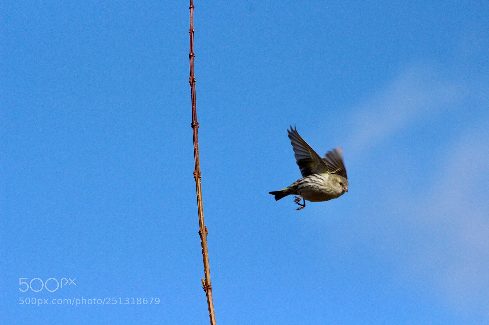 Canon EOS 700D (EOS Rebel T5i / EOS Kiss X7i) sample photo. Siskin photography