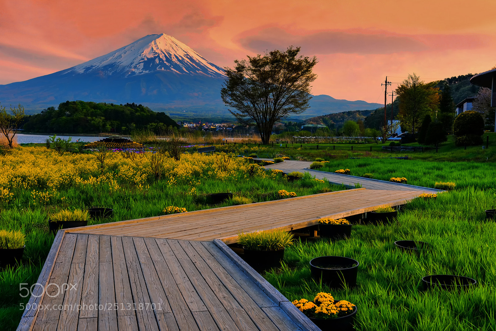 Nikon D810 sample photo. Oishi garden park with photography